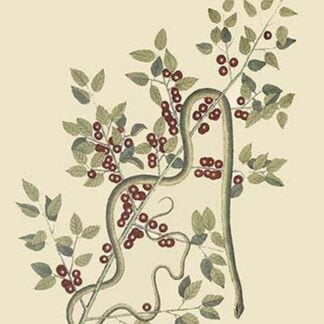 Green Snake by Mark Catesby