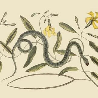 Green Spotted Snake by Mark Catesby