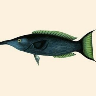 Green Talapat Parrot Fish by John Whitchurch Bennett