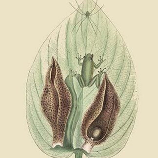 Green Tree Frog by Mark Catesby