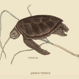 Green Turtle by Mark Catesby