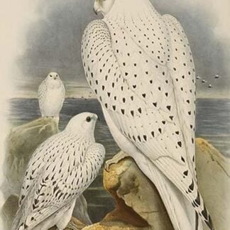 Greenland Falcon by John Gould