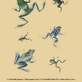 Grenouille Papoue (Frogs) et al.