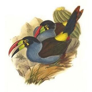 Grey Breasted Mountain Toucan by John Gould