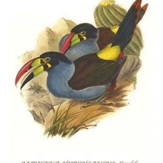 Grey Breasted Mountain Toucan by John Gould