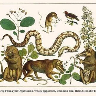 Grey Four-Eyed Oppossums