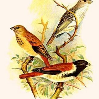 Grey Singing Finch or Canary & Alario Finch by Frederick William Frohawk