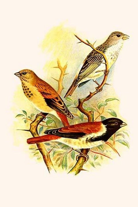 Grey Singing Finch or Canary & Alario Finch by Frederick William Frohawk