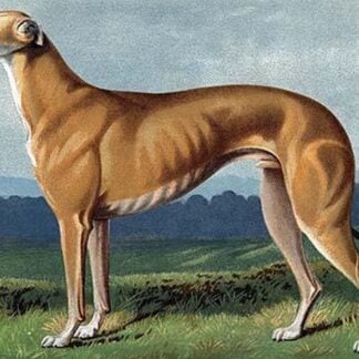 Greyhound by Vero Shaw