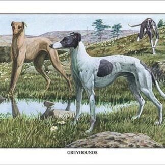 Greyhounds by Louis Agassil Fuertes
