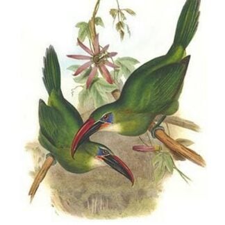 Groove Billed Toucanet by John Gould