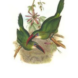Groove Billed Toucanet by John Gould