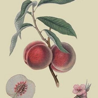 Gros Mignonne Peach by William Hooker