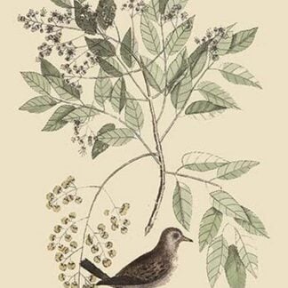 Ground Dove by Mark Catesby
