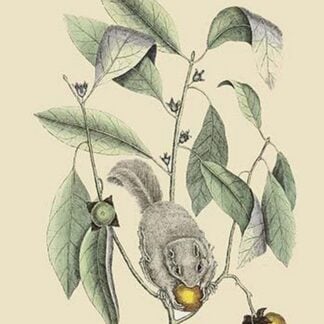 Ground Squirrel by Mark Catesby
