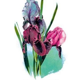 Group of Hybrid Iris: 'Psyche' 'Charon' 'Iphigenia'