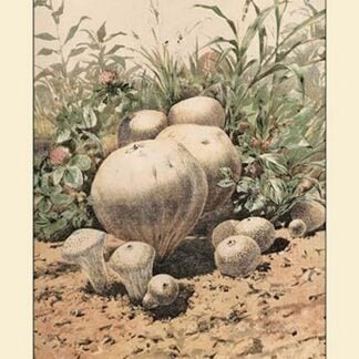 Group of Puff-Balls by W. Hamilton Gibson