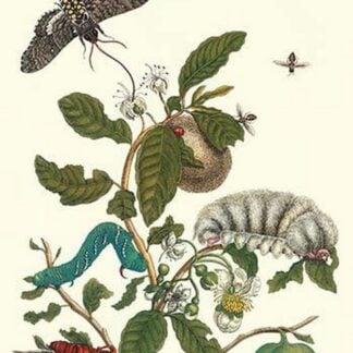 Guava and Tobacco Hornworm and a Podalia Moth by Maria Sibylla Merian