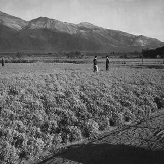 Guayule Field by Ansel Adams