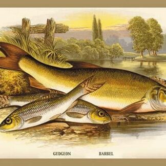 Gudgeon and Barbel by A.F. Lydon
