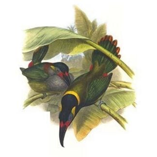 Guianan Toucanet by John Gould