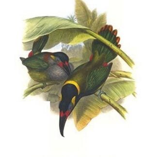 Guianan Toucanet by John Gould