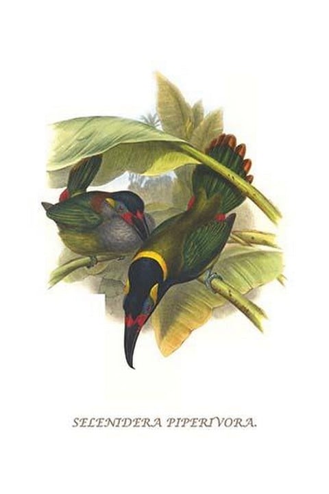 Guianan Toucanet by John Gould