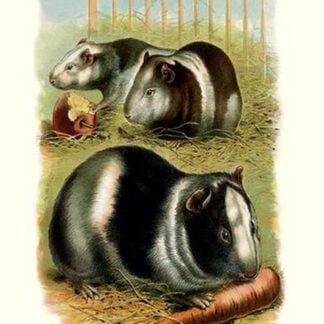 Guinea Pigs