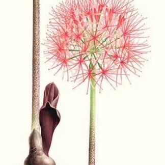 Guinean Amaryllis by Louis Benoit Van Houtte