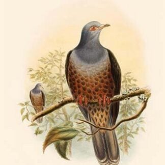 Gymnophaps Poecilorrhoa - Rusty-Banded Fruit-Pigeon - Dove by John Gould