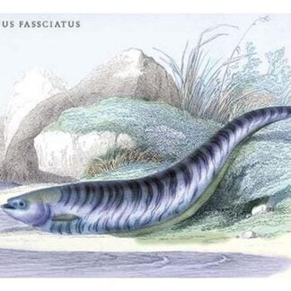 Gymnotus Fasciatus by Robert H. Schomburgk