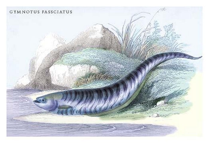 Gymnotus Fasciatus by Robert H. Schomburgk