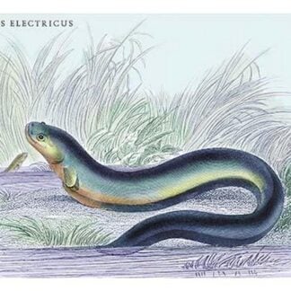 Gymotus Electricus by Robert H. Schomburgk