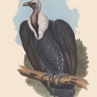 Gyps Bengalensis - Bengal Vulture by John Gould