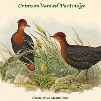 Haematortyx Sanguiniceps - Crimson-Headed Partridge by John Gould