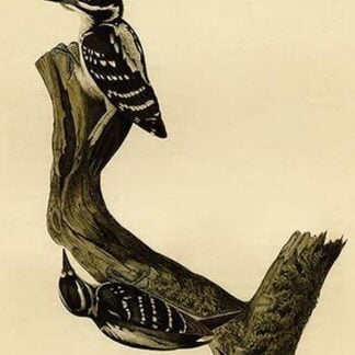 Hairy Woodpecker by John James Audubon
