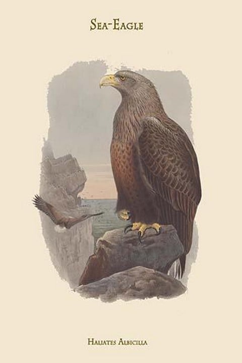 Haliates Albicilla - Sea-Eagle by John Gould