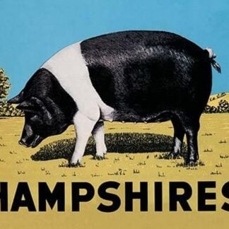 Hampshires by Anonymous