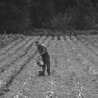 Hand irrigation on small rented subsistence farm. by Dorothea Lange