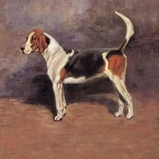 Harlequin by Thomas Ivester Lloyd