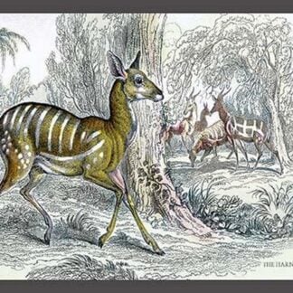 Harnessed Antelope by John Stewart