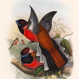 Harpactes Diardi by John Gould