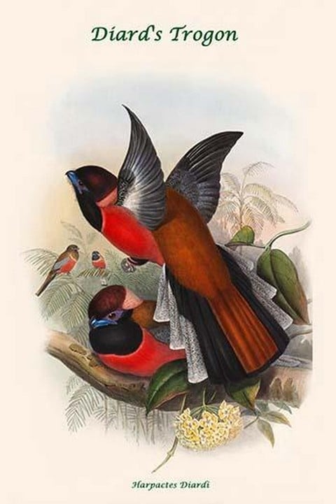 Harpactes Diardi by John Gould