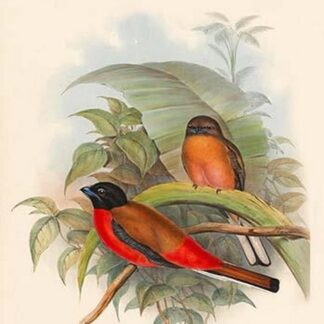 Harpactes Duvauceli by John Gould