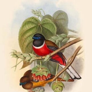Harpactes Fasicatus by John Gould