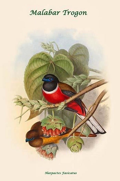 Harpactes Fasicatus by John Gould