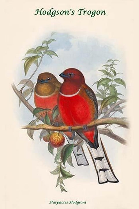 Harpactes Hodgsoni by John Gould