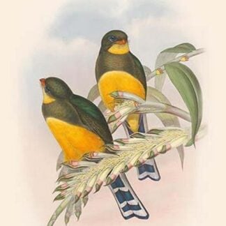 Harpactes Mackloti by John Gould