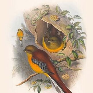 Harpactes Oreskios by John Gould