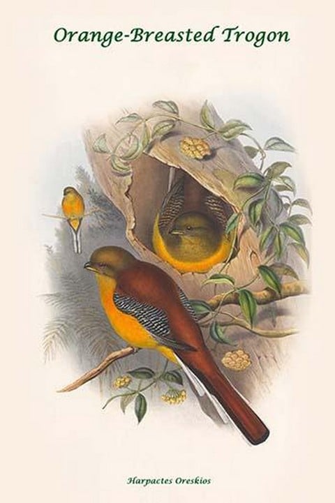 Harpactes Oreskios by John Gould